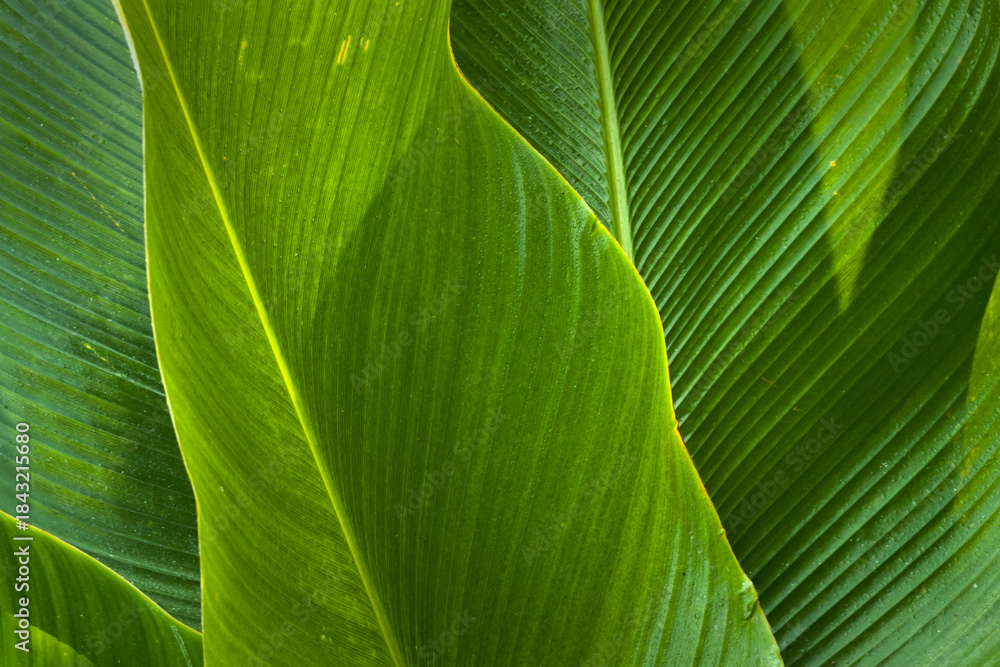 Obraz premium Natural green leaves are used as nature background wallpaper or tropical leaf cover. top view