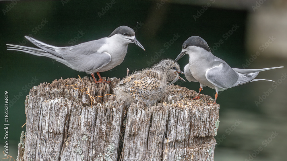 Fototapeta premium Black headed tern feeding its chick a small fish