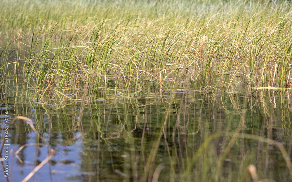 Obraz premium Grass growing in lake in Alaska