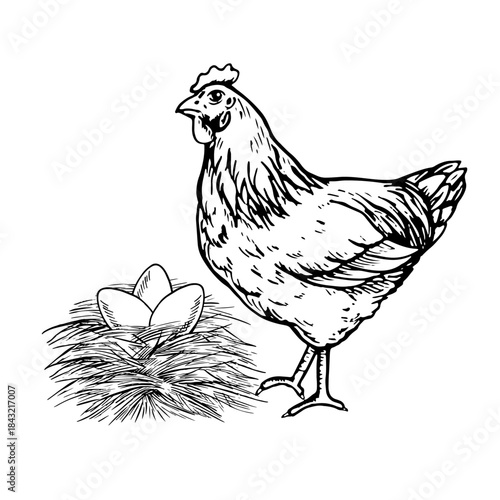 A nest with chicken eggs and a mother hen nearby. Black and white vector illustration drawn by hand. Poultry farming concept. Design element for banners, labels, packaging, and more.