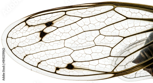 Detailed close up of a cicada wing showing intricate vein patterns