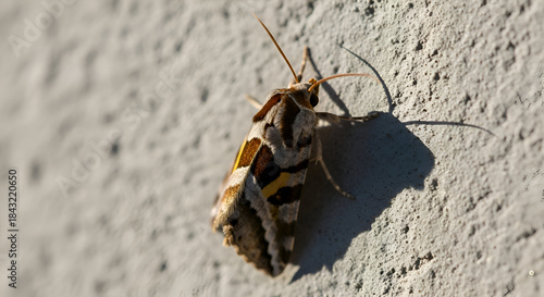 Close up of a moth resting on a textured wall casting a shadow