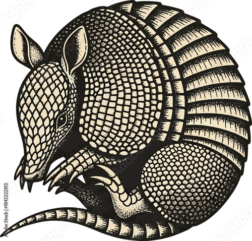 Cute armadillo in a cowboy hat Beautiful.