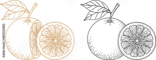 Vector illustration of fresh orange fruit with leaves and slice, hand drawn sketch style in black and gold color, for organic food packaging design