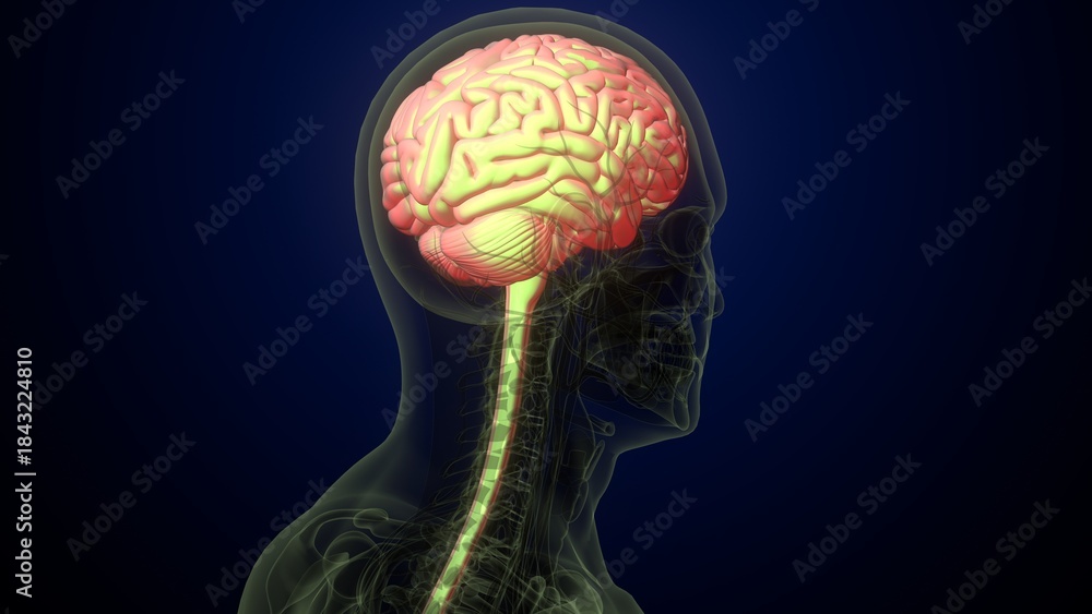 Obraz premium Male brain with skeleton anatomy. 3d render
