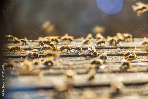 closeup shot of bee worker in hive frame at the fresh honey harvest, healthy nutrition, sunny day, hexagon honeycomb beeswax, selective focus with shallow depth of field, taken at Asiyout Upper Egypt