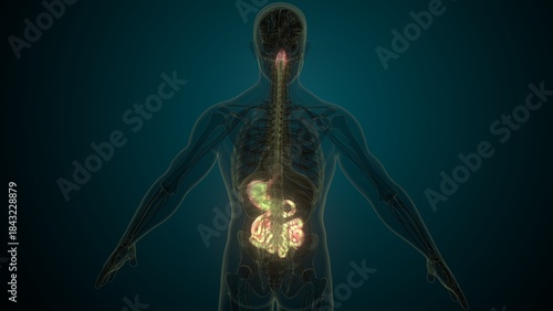 Male white digestive system anatomy. 3d illustrations