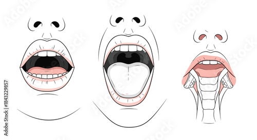 Three anatomical illustrations showing an open human mouth, tongue, and internal throat structures, highlighting the vocal cords for speech and singing.