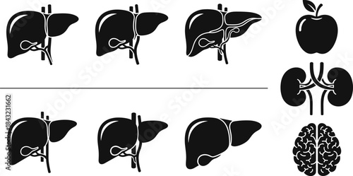 Human organ silhouette vector set including liver, kidney, brain, and apple for medical anatomy, health education, and biology illustration design