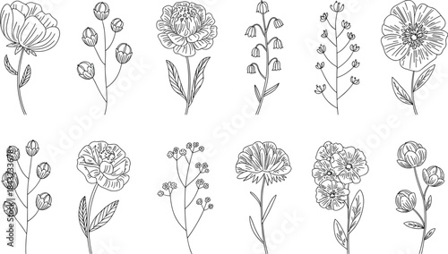 Ten Different Types of Flowers in Line Style line botanical