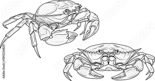 Crab illustration set, marine animal drawing, ocean wildlife vector, crustacean anatomy sketch, detailed sea creature art, flat vector illustration