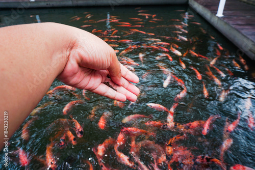 Fototapeta a man is giving them fish food in the fish pond