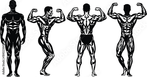 Muscular male anatomy vector illustration showing bodybuilder poses, fitness muscle structure, front and back views for gym and health design