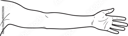 Human Internal Organ Line Icon