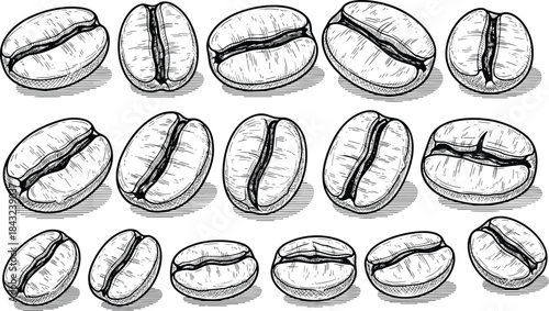 Coffee bean contour illustration set, hand-drawn texture sketch, shape analysis drawing, food design reference, flat vector line art