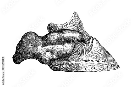 Cuadro en lienzo The distal phalanx (coffin bone) and hoof cartilage of a horse, showing their st