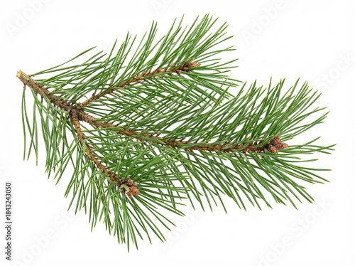 Fresh Pine Branch with Green Needles, Isolated on White