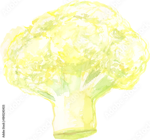 カリフラワーの水彩イラスト