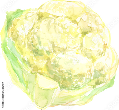 カリフラワーの水彩イラスト