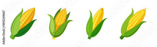 Fresh sweet corn cobs in green husks, ripe maize vegetable produce