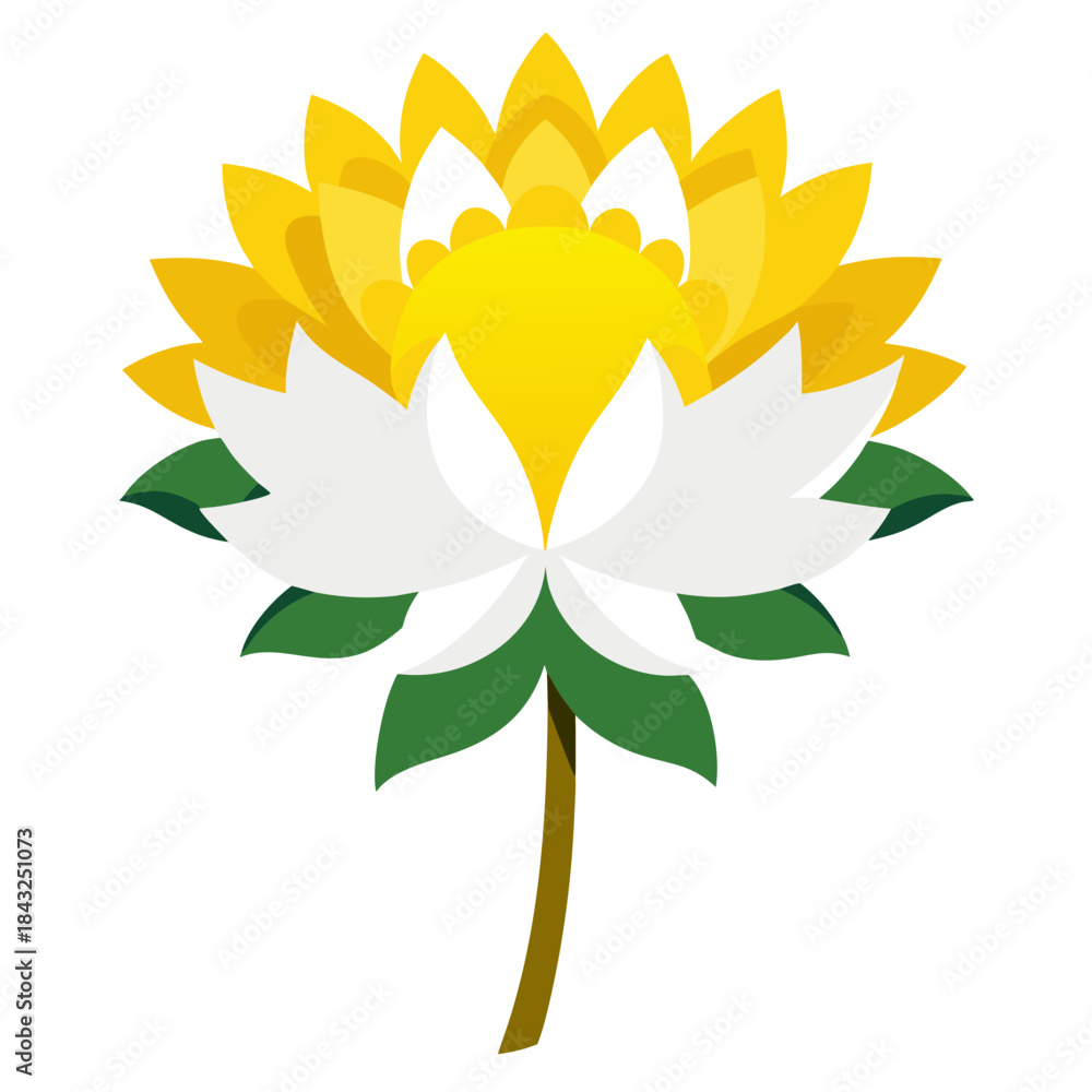 Fototapeta premium chrysanthemum yellow white flower vector