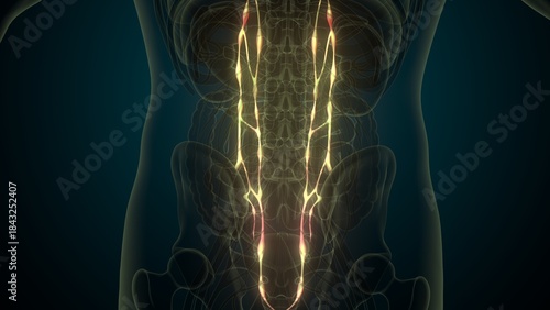 Male spinal cord nerves anatomy. 3d render