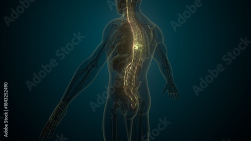 Male spinal cord nerves anatomy. 3d render