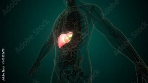 Human white liver anatomy. 3d render