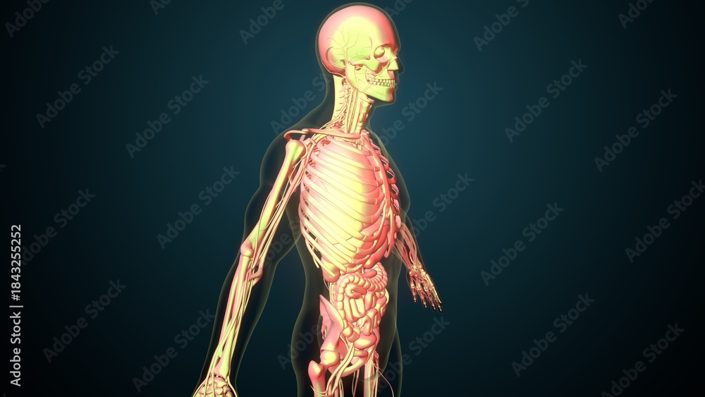 Fototapeta premium White male skeleton anatomy. 3d illustrations