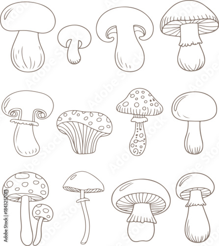 mushroom.tasty mushrooms champignon portobello.champignon; fungi; toadstool; stipe