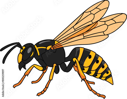 Detailed cartoon wasp vector with black and yellow stripes, transparent wings, orange legs – insect anatomy illustration for education and design