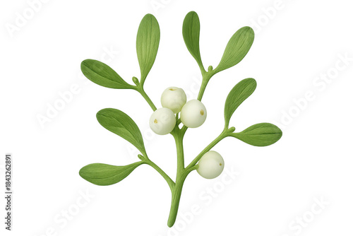 Wallpaper Mural Mistletoe sprig with green leaves and white berries, symbolizing christmas, holidays, traditions, and winter celebration Torontodigital.ca