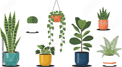 A collection of various potted indoor plants including succulents and ferns on transparent background