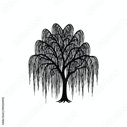 Graceful willow tree with drooping branches and elongated leaves on light background for nature or botanical concept