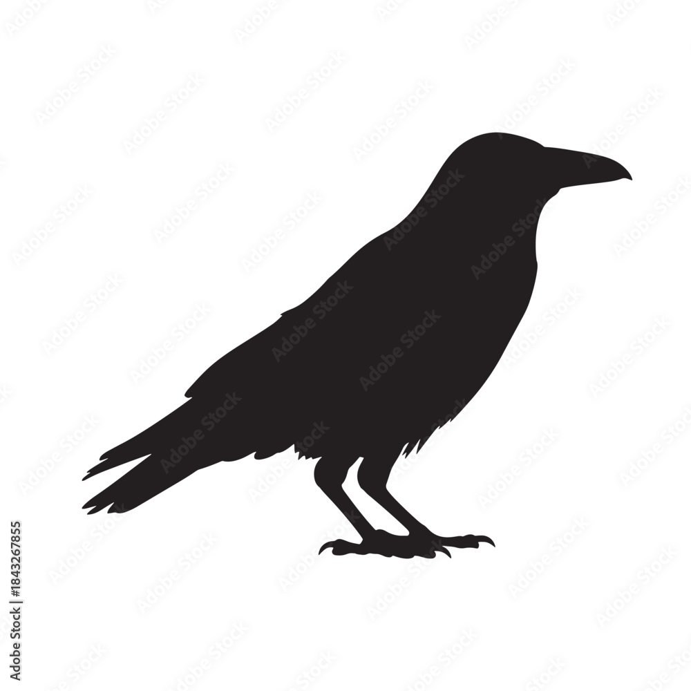 Fototapeta premium Black crow silhouette in mysterious profile view with dramatic lighting on white background for wildlife illustration