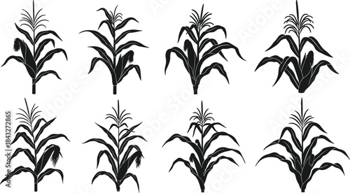 Collection of corn plant silhouettes featuring detailed leaves and ears, ideal for agricultural illustrations, farming graphics, botanical designs, crop studies, and vector artwork.
