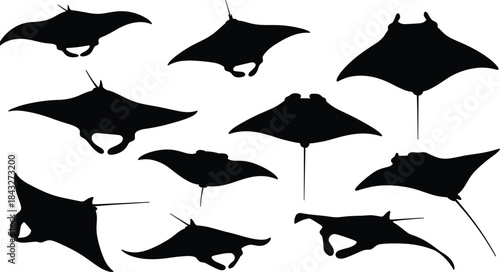 Collection of manta ray and stingray silhouettes in various swimming poses, ideal for ocean wildlife illustrations, marine biology graphics, underwater themes, and vector artwork.