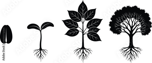 Growth stages of a tree from seed to mature plant, illustrating natural development, root expansion, and environmental life cycle progression in silhouette design