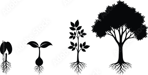 Growth stages of plant development showing seedling to mature tree with roots, botanical evolution illustration, nature lifecycle concept vector design