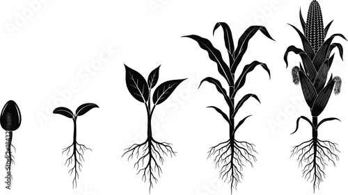 Silhouette illustration showing multiple growth stages of a corn plant from seed germination to full maturity with detailed roots and leaves development