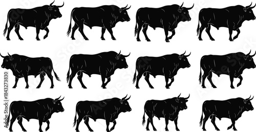 Silhouettes of bulls in various standing and walking poses, showcasing powerful livestock anatomy for agricultural design, farm illustration, branding, and animal studies.