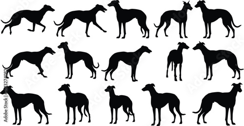 Silhouettes of greyhound dogs in various standing and walking poses, showcasing elegant canine shapes, pet illustration elements, and animal vector designs.