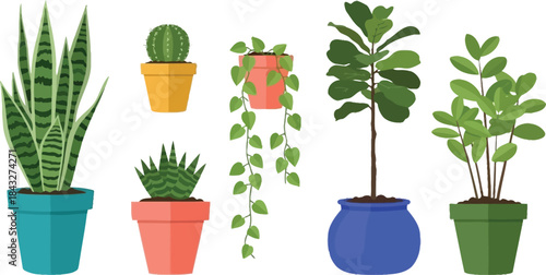 Assorted potted indoor plants including snake plants cacti and fiddle leaf figs on transparent background