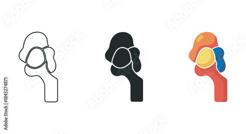 Hip joint anatomy illustration in various styles