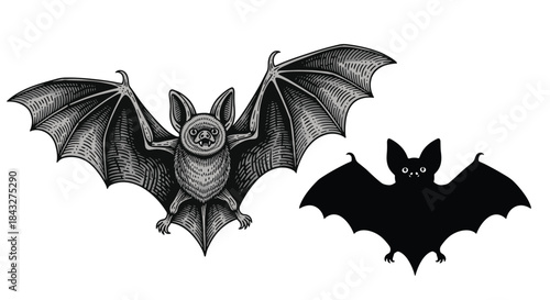 Vintage engraving style illustration of a flying bat with its wings spread, accompanied by a simple black silhouette on a white background.