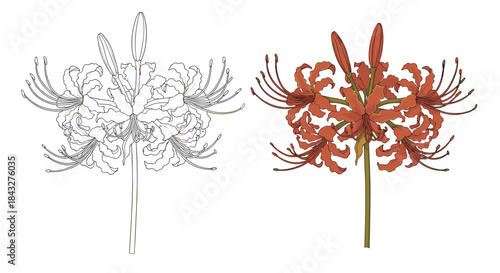 Botanical vector drawings of the red spider lily, also known as higanbana, shown in both a full-color and a line art version.