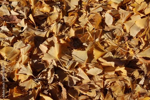 Wallpaper Mural Close up of fallen leaves of gingko biloba on the ground in autumn forest. Pile of colorful dead leaves in natural forest background. Torontodigital.ca