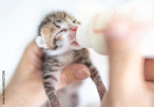 Closeup feeding baby kitten with a bottle of milk.