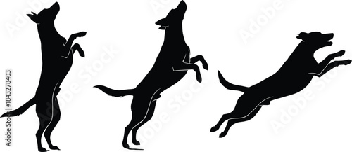 WebDynamic black vector silhouette set of a dog jumping high and standing on hind legs, showing intense agility, energy, motion, training, and playfulness concepts.