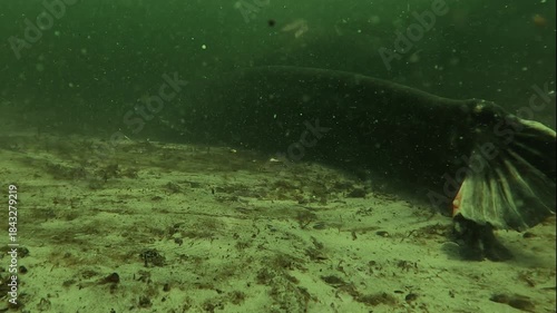 A diver gently strokes a wels catfish resting on the bottom. Often feared, this mysterious freshwater fish shows calm and docile behavior, accepting human contact underwater.